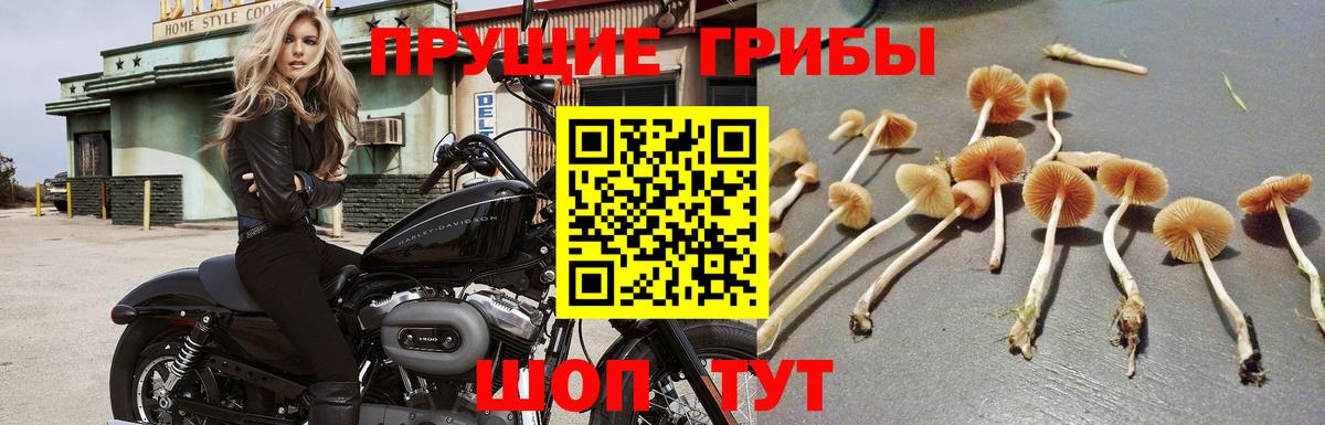 Тимашёвск  Галлюциногенные грибы MAGIC MUSHROOMS  Вход с VPN 